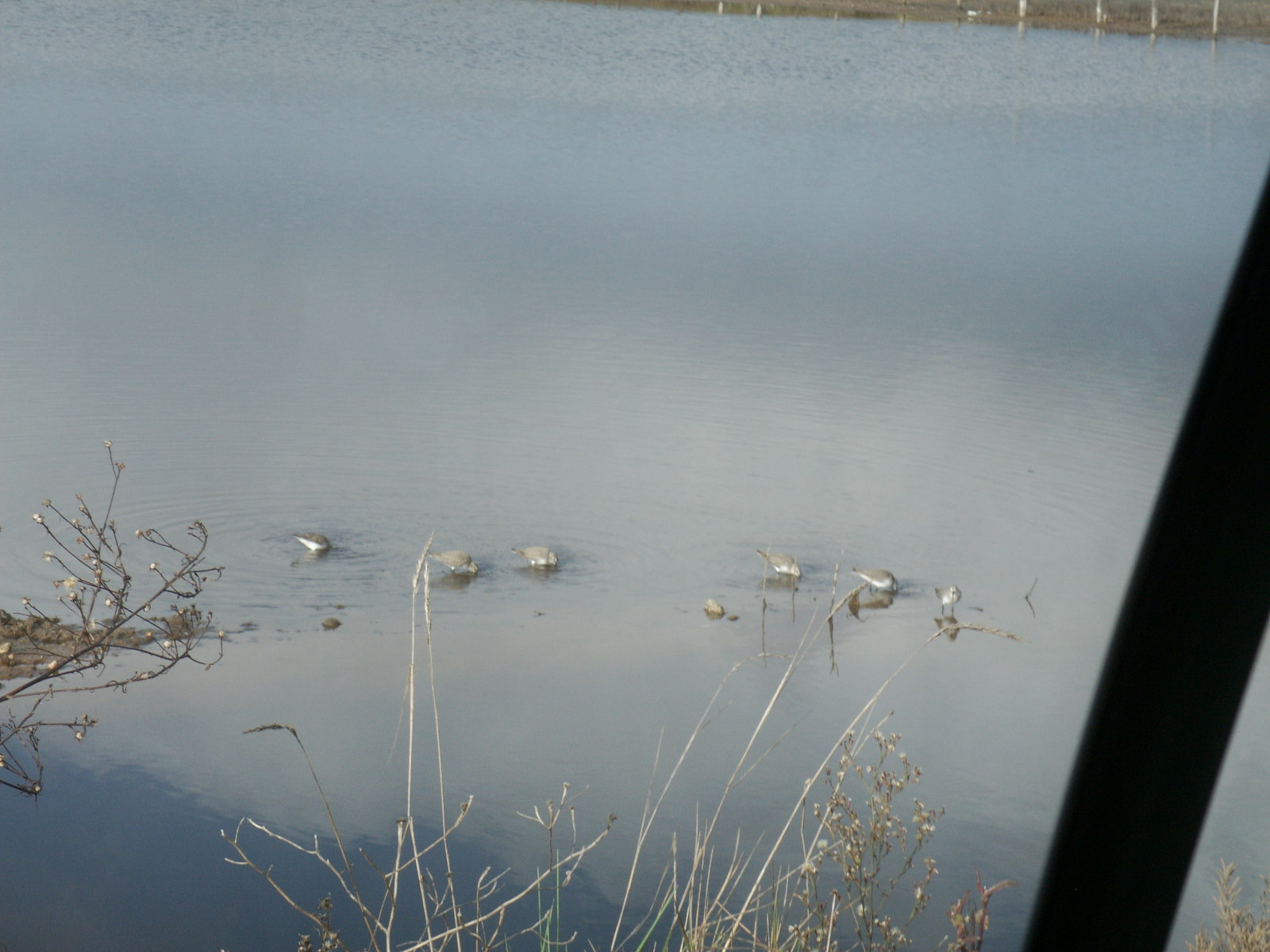 piovanelli pancianera al lago di fogliano